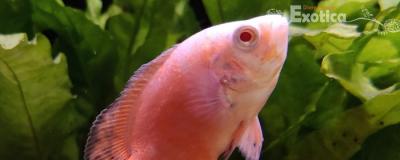 Astronotus ocellatus (Albino rood)