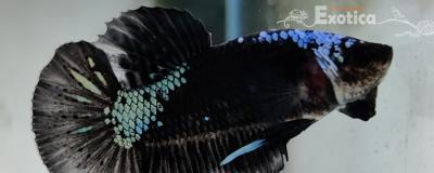 Betta splendens (man) Plakat samurai green