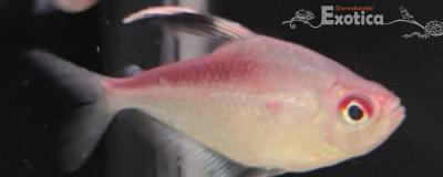 Hyphessobrycon pyrrhonotus