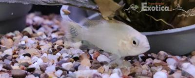 Apistogramma cacatouides (goud)