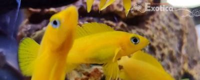 Lamprologus leleupi