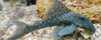 L-128 Hemiancistrus species