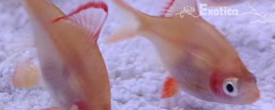 Capoeta tetrazona (rood)