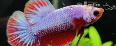 Betta splendens (vrouw) Fancy