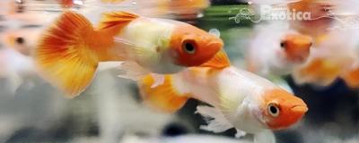 Lebistes reticulatus (koi kohaku) man