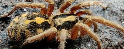 Hapalopus sp. Colombia large