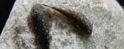 gastromyzon borneensis
