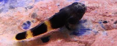 Brachygobius doriae