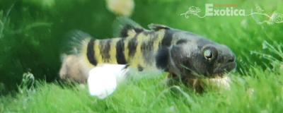 brachygobius sabanus