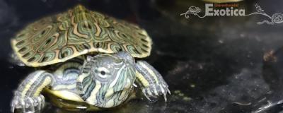 Pseudemys venusta