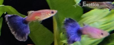 Lebistes reticulatus (zwart)