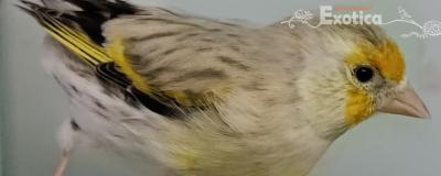 Carduelis carduelis x serinus canaria