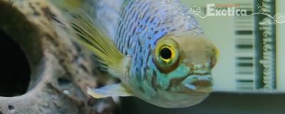 Nannacara anomala (man)