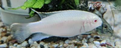 Pelvicachromis pulcher (albino)