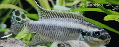 Pelvicachromis taeniatus (nigeria green) man