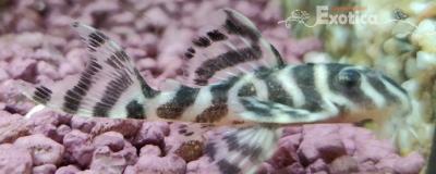L236 Hypancistrus species