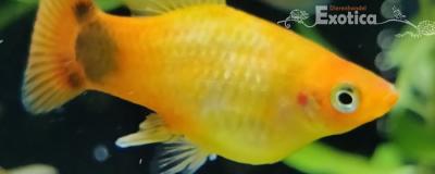 Xiphophorus variatus (goud mickey mouse)