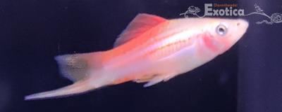 Xiphophorus helleri (mix)