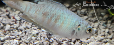 Macropodus opercularis