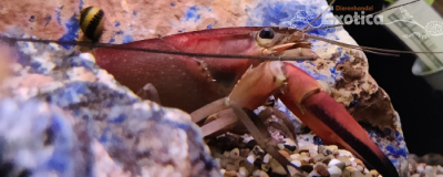 Cherax Boesemani (red brick)