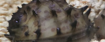 Neritina juttingae