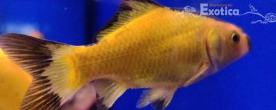goudvis geel