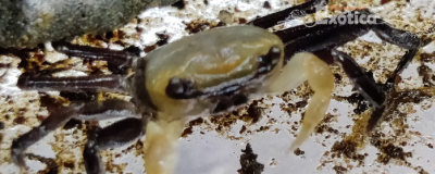 Lepidothelphusa cognetti