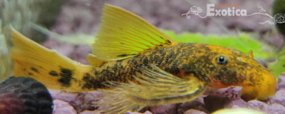 Lda 16 ancistrus species sluier