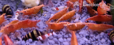 Neocaridina davidi (sakura orange)