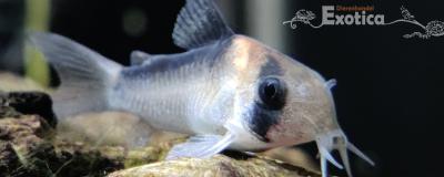 Corydoras adolfoi