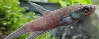 Betta dimidiata