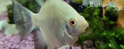 Pterophyllum scalare (bulgarian sealpoint)