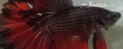 betta splendens (man) rosetail