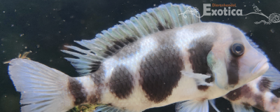 cyphotilapia frontosa black widow