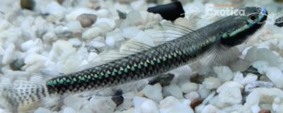 stiphodon semoni