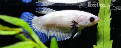 Betta splendens (vrouw) Blue rims