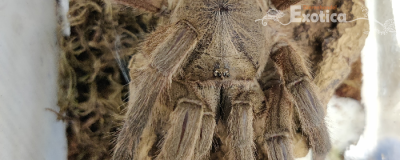 Cyriopagopus huahini