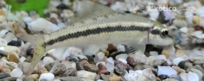 Gyrinocheilus aymonieri