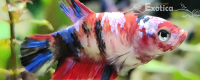 Betta splendens (vrouw) halfmoon koi