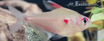 Hyphessobrycon erythrostigma