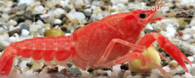 Cherax lorentzi