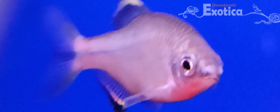 Paratanakia chii