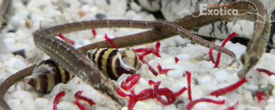 Doryichtys martensi
