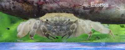 Potamocypoda pugil