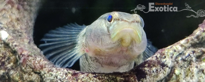 Rhinogobius duospilus