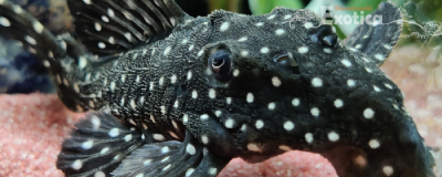 L-240 leporacanthicus sf. galaxias