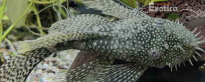 Ancistrus cf. cirrhosus longfin