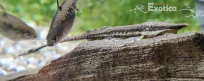 Farlowella acus