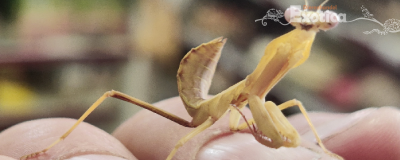 rhombodera kirbyi