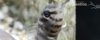 Omobranchus zebra
